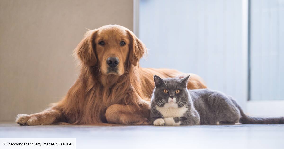 Image de Animaux. La récente annonce du ministre de l'Agriculture, de l'Élevage et de la Pêche, Gaston Cossi Dossouhoui, concernant le contrôle du carnet de vaccination de certains animaux domestiques au Bénin, met en lumière l'importance de lutter efficacement contre la rage et de protéger les populations contre les morsures d'animaux potentiellement dangereux. Cette mesure vise à prévenir les cas de rage et à assurer la sécurité des citoyens face aux risques liés aux animaux domestiques. La décision d'instaurer un contrôle systématique des carnets de vaccination est une réponse directe à des incidents récents survenus dans différentes localités du pays, où des chiens enragés ont mordu des personnes, en particulier des enfants. Le ministre a souligné l'urgence de prendre des mesures pour endiguer cette menace croissante, en notant que les cas de morsures de chiens ont augmenté au cours de l'année en cours. Consciente de l'ampleur du problème, l'administration a réagi en acquérant 100 000 doses de vaccins, un pas significatif pour contenir la propagation de la rage et garantir la santé publique. Cette initiative gouvernementale s'inscrit dans une démarche proactive pour minimiser les risques liés aux morsures d'animaux et pour contrôler la propagation de la rage, une maladie potentiellement mortelle. Le contrôle des carnets de vaccination sera réalisé sur le terrain par des agents de la police républicaine, ce qui souligne l'importance accordée à cette mesure de santé publique. Cependant, cette annonce soulève également des questions sur la mise en œuvre pratique de cette initiative. Comment les autorités s'assureront-elles de la couverture efficace de cette campagne de contrôle dans toutes les régions du pays ? Quelles mesures seront prises pour sensibiliser la population à l'importance de la vaccination des animaux domestiques ? La décision du gouvernement témoigne de son engagement à protéger la santé des citoyens et à prévenir les risques associés à la rage. Il reste à voir comment cette initiative sera accueillie par la population et comment elle contribuera à réduire les cas de morsures d'animaux et à éliminer la menace de la rage dans le pays. La réussite de cette mesure dépendra de la coordination efficace entre les autorités, les professionnels de la santé animale et la sensibilisation de la communauté.